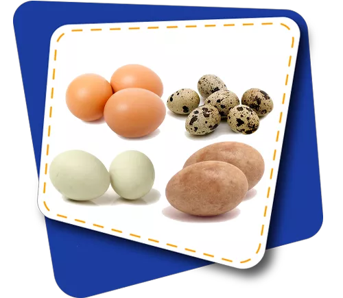 Egg Items