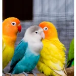 Beautiful Love Birds Mobile Case Cover - Image 2