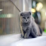 Cat wallpaper Mobile Case Cover - Image 2