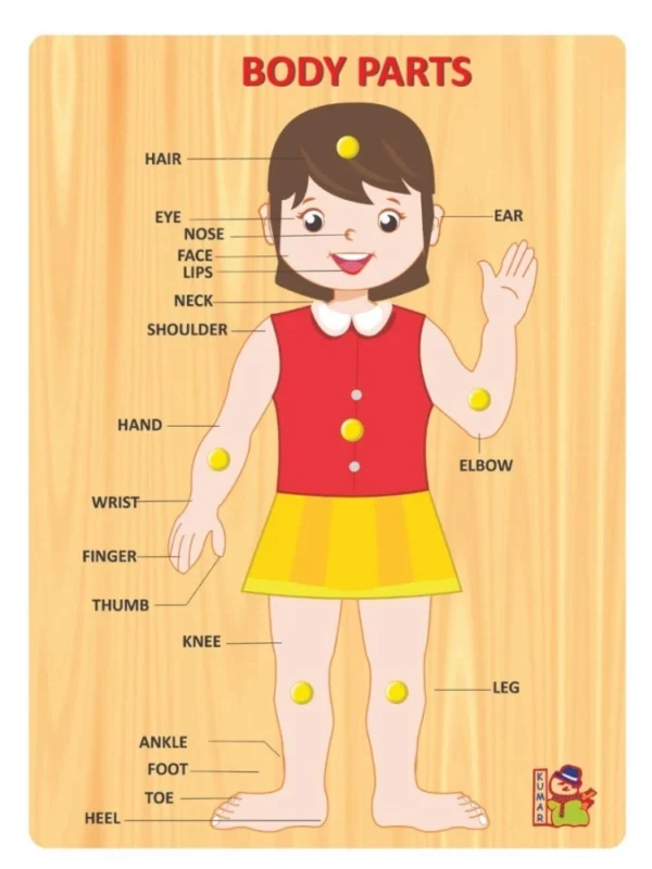 Body Parts | Wood | Educational Toys | 3+ Years
